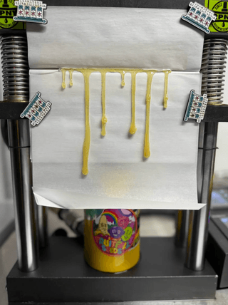 Berry Mist rosin dripping from press showing golden color