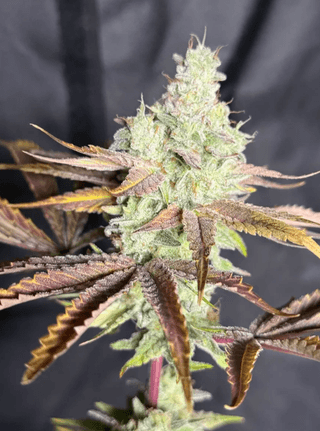 Galapagos promo graphic