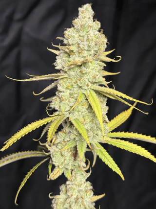Grape Rainbow Pie F2 flower photo