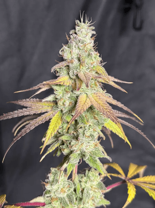 Purple Peelz promo graphic