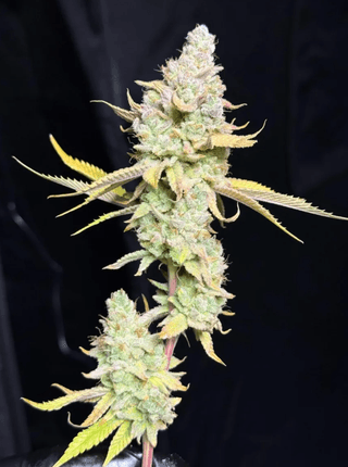 Sobe flower photo