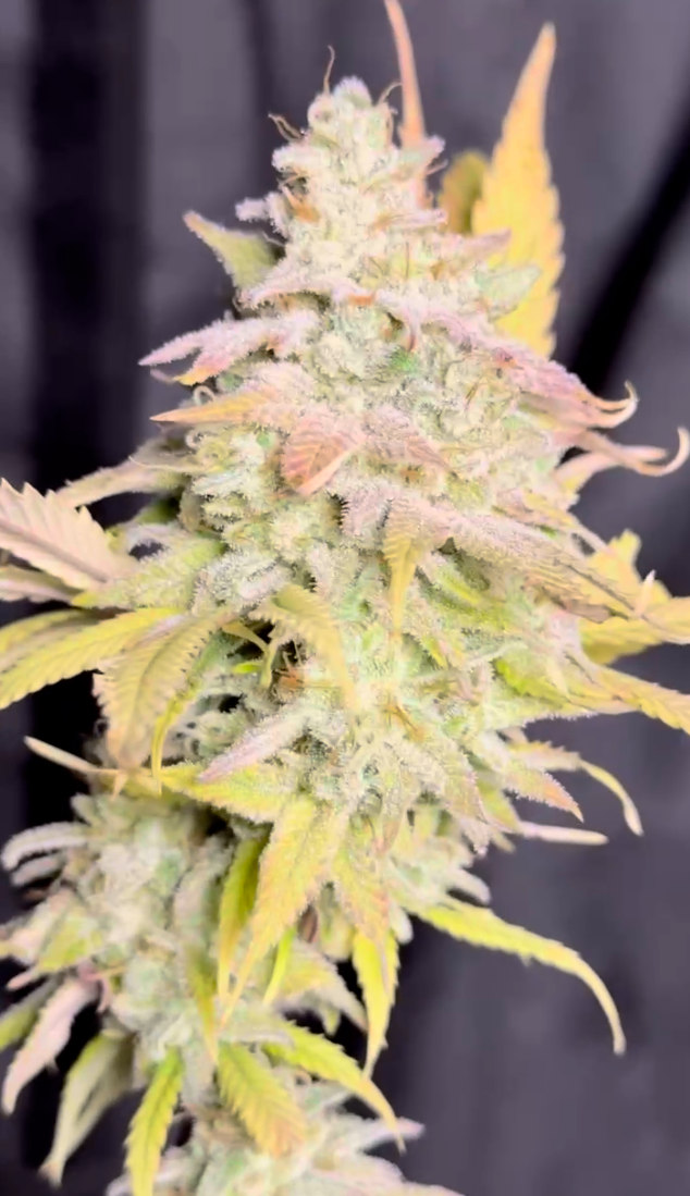 Berry Mist - Image 6