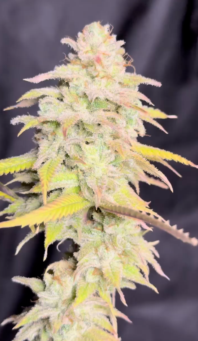 Berry Mist - Image 7