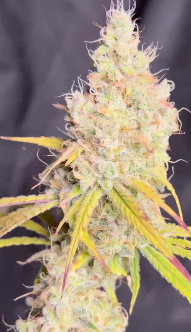 Jelly Raunchers - Image 6