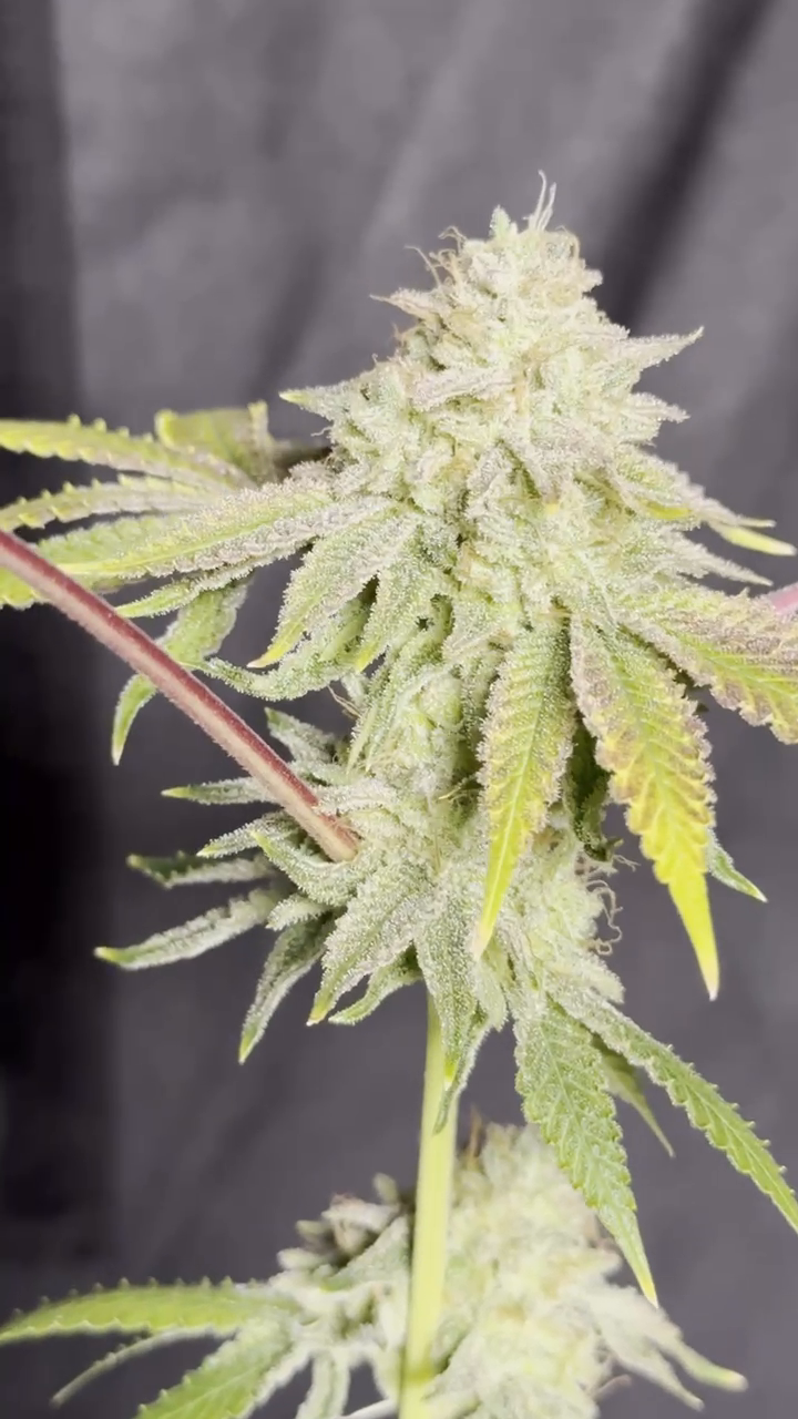 Missing Bow - Image 6