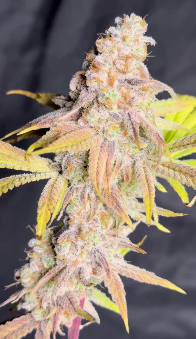 Ms. Frizzle - Image 7