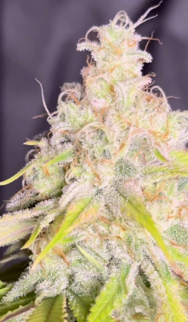 Oops All Berries - Image 5