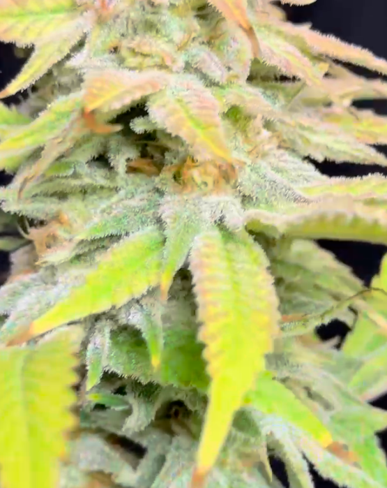 Pinkalicious - Image 6