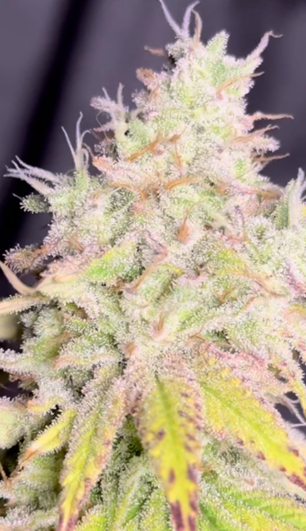 Rainbow Juice - Image 9