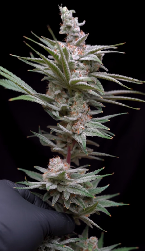 Watermelon Welchz - Image 5